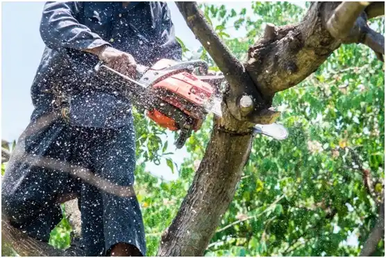 tree services Dunbar